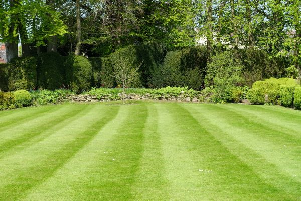 Grass Care Service